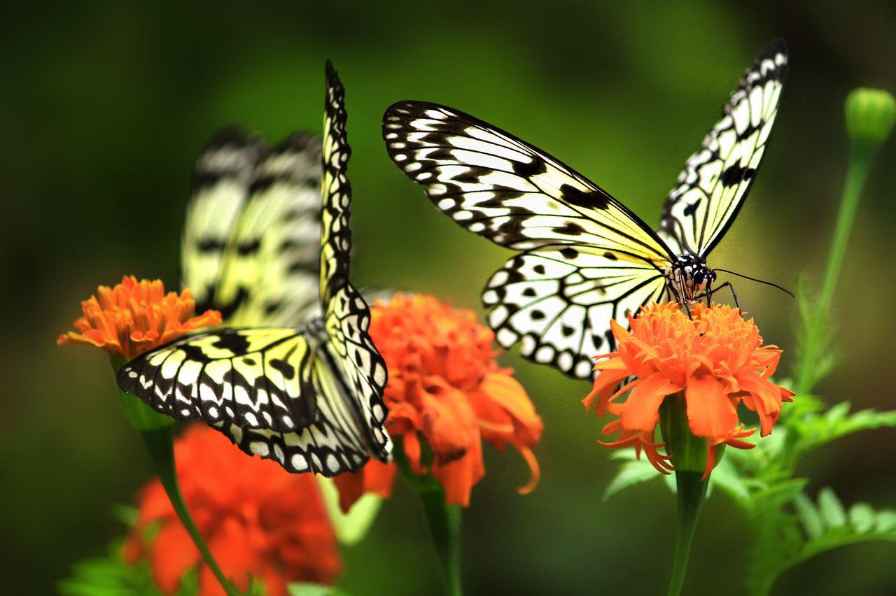 Davao City Eden Nature Park And Resort מראה חיצוני תמונה