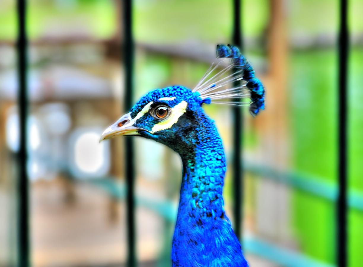 Davao City Eden Nature Park And Resort מראה חיצוני תמונה